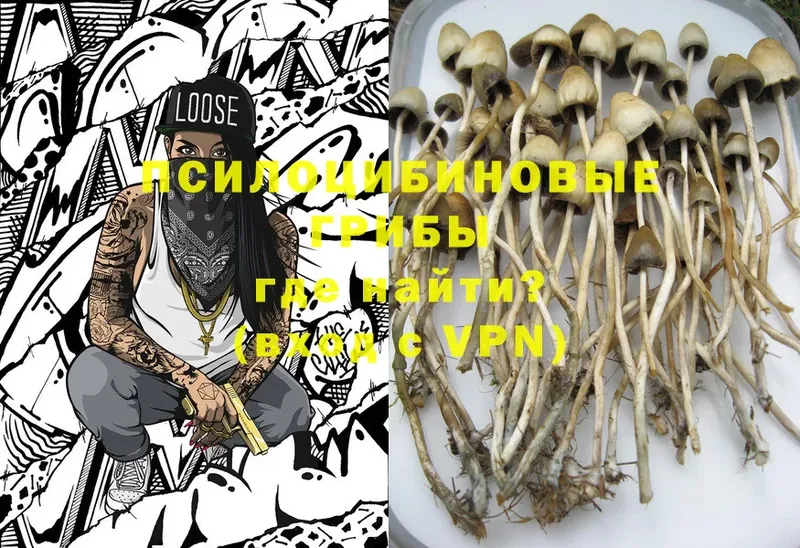 продажа наркотиков  Новоалтайск  Галлюциногенные грибы Psilocybe 